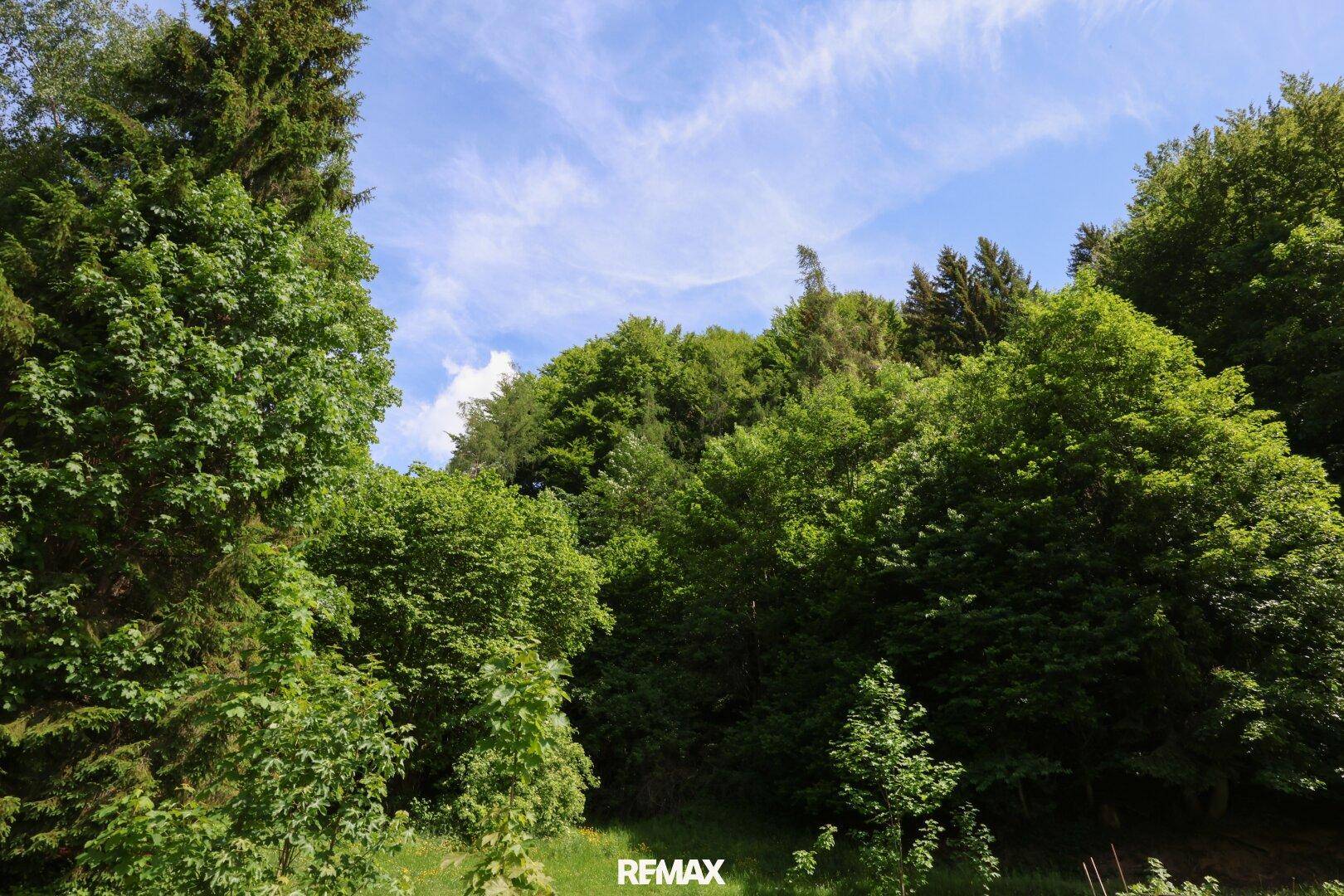 Dichter, grüner Wald mit hohen Bäumen unter einem hellblauen Himmel, der eine natürliche Umgebung darstellt.