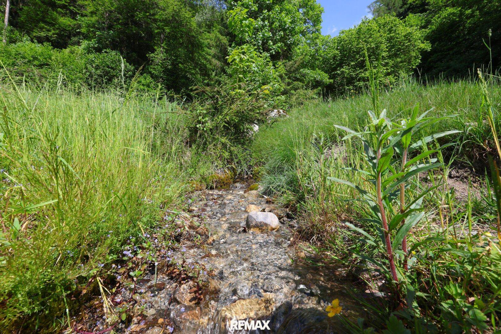 Kleiner Bachlauf mit klarem Wasser, umgeben von üppigem Grün und Steinen in einer natürlichen Umgebung.