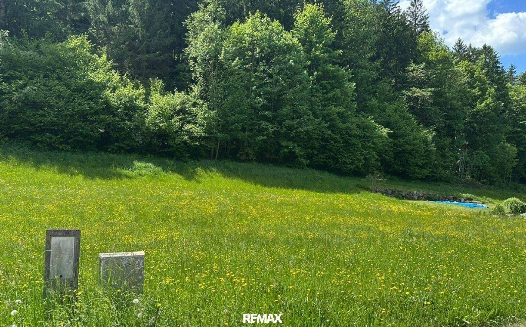 Weitläufige grüne Wiese mit Waldrand und Blick auf die umliegende Natur, mit sichtbarem Pool.