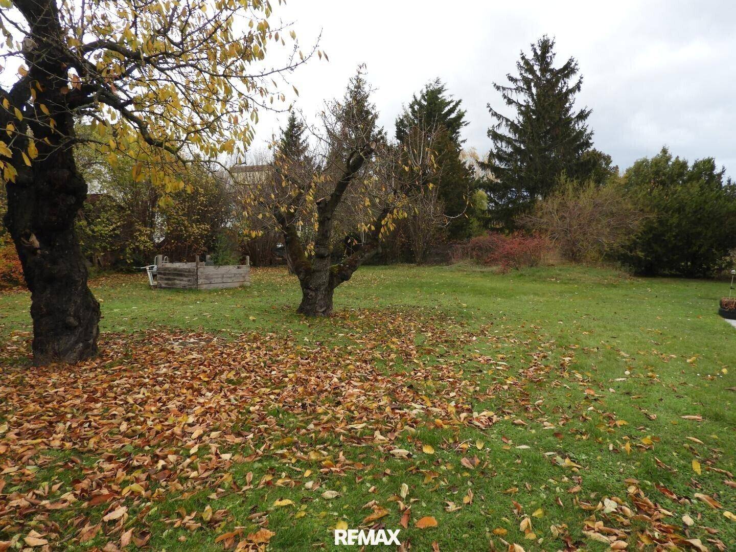 Großer Gartenbereich mit Rasen, alten Bäumen und herbstlichem Laub auf dem Boden.