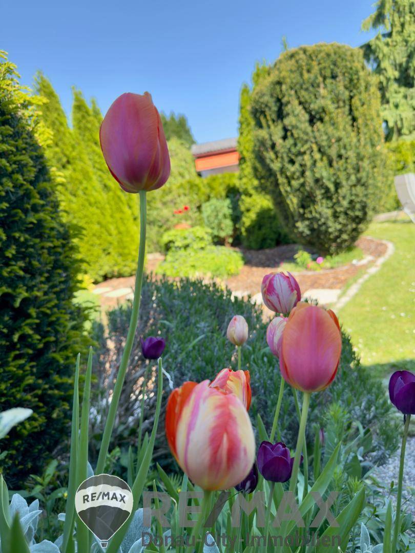 16. Einfamilienhaus 2103 Langenzersdorf