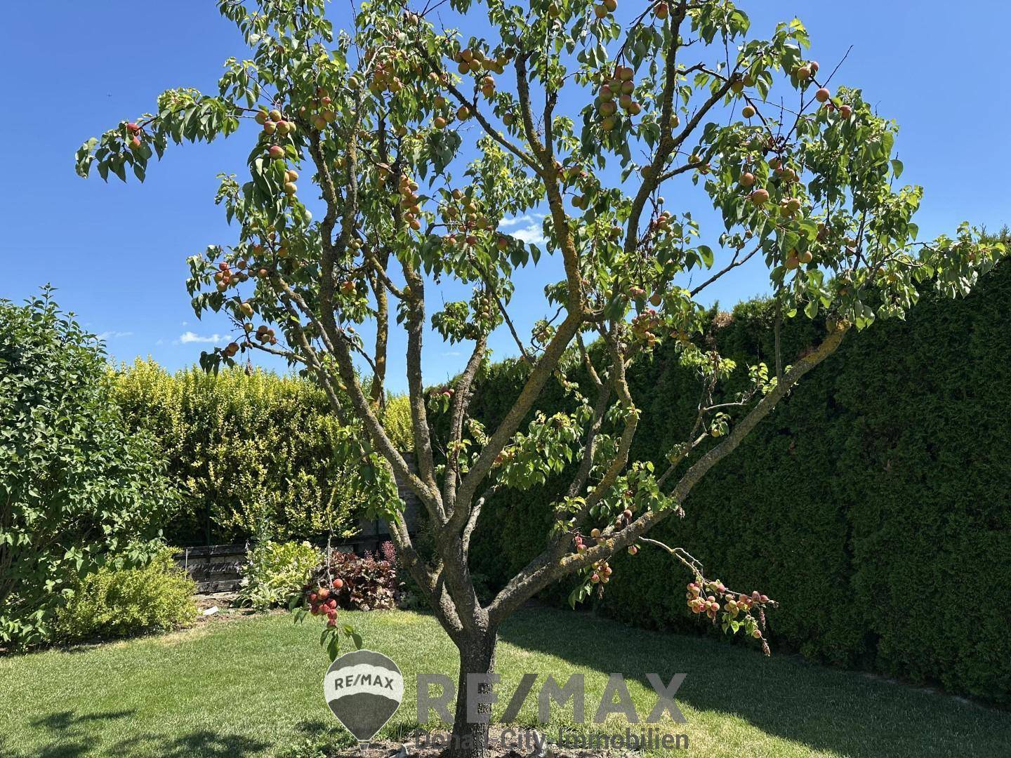 34 Obstbaum