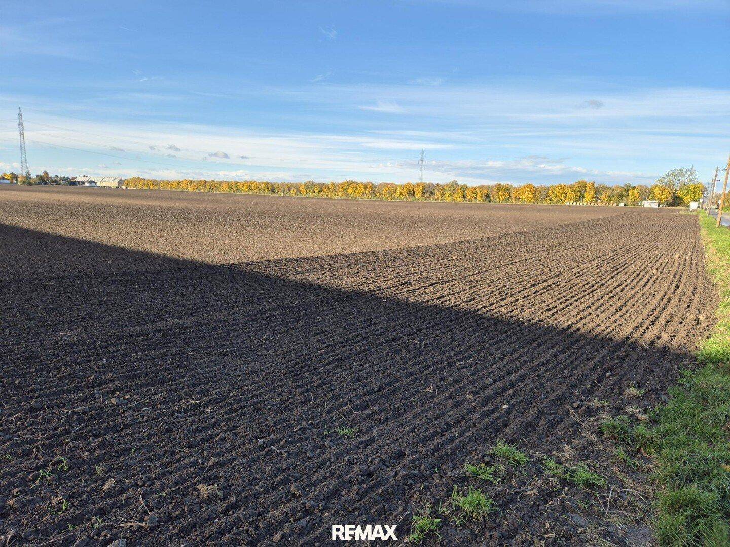 Weitläufiges, frisch gepflügtes Feld unter klarem blauem Himmel mit einer Baumreihe am Horizont.