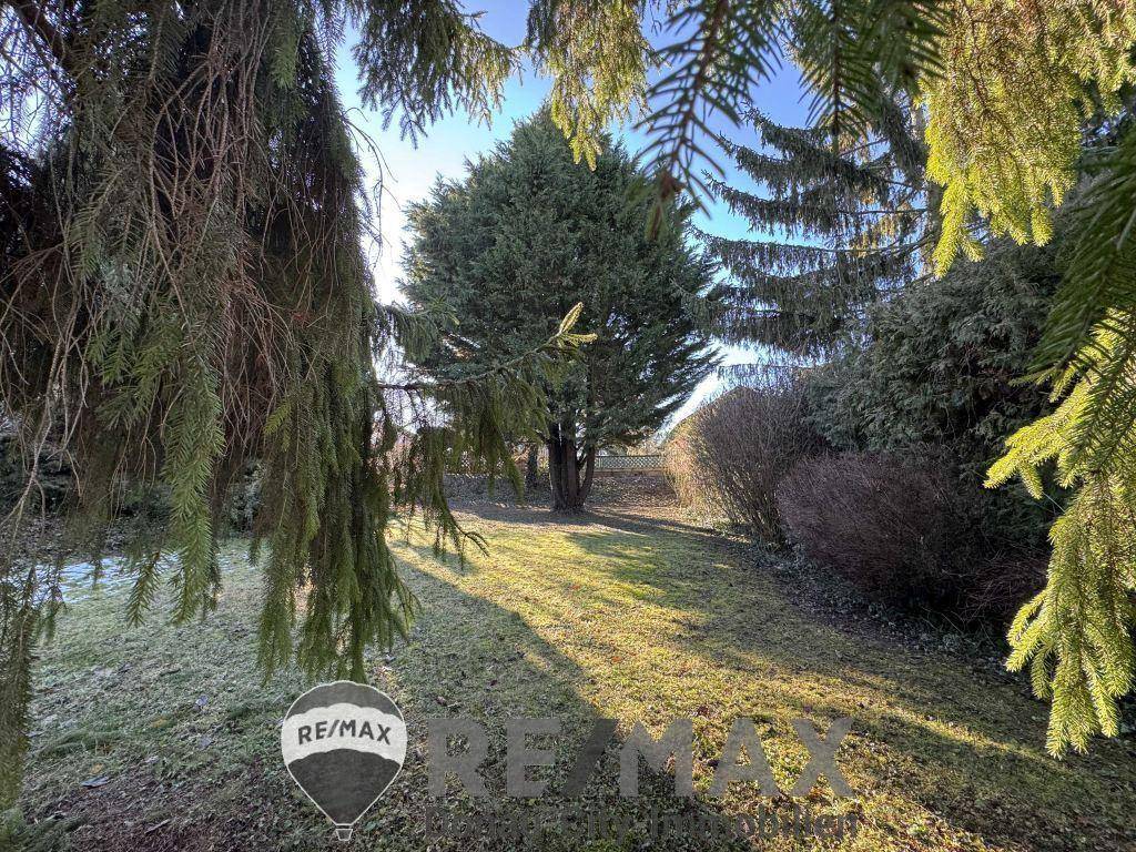 Gepflegter Gartenbereich mit Rasenfläche und hohen Nadelbäumen an einem sonnigen Tag.