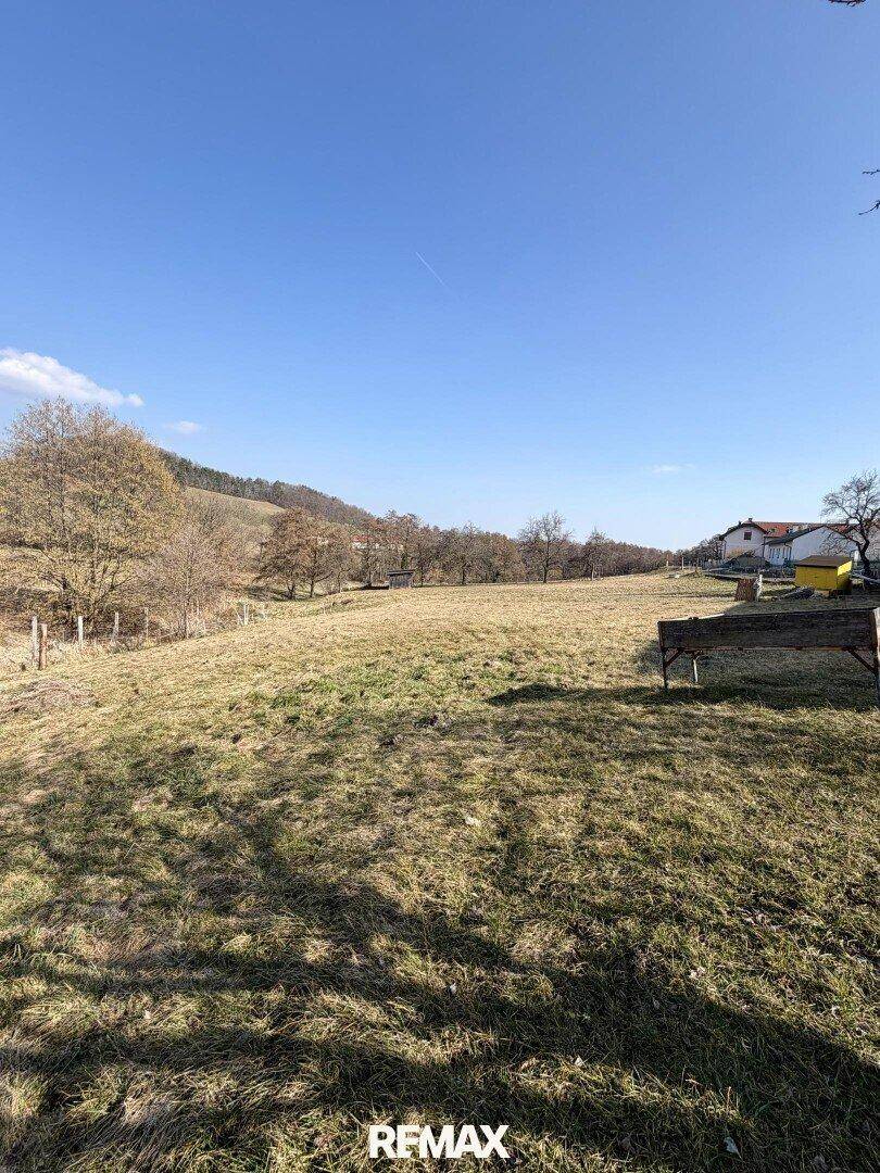 Weitläufige Wiesenlandschaft mit sanften Hügeln und vereinzelten Bäumen unter blauem Himmel.