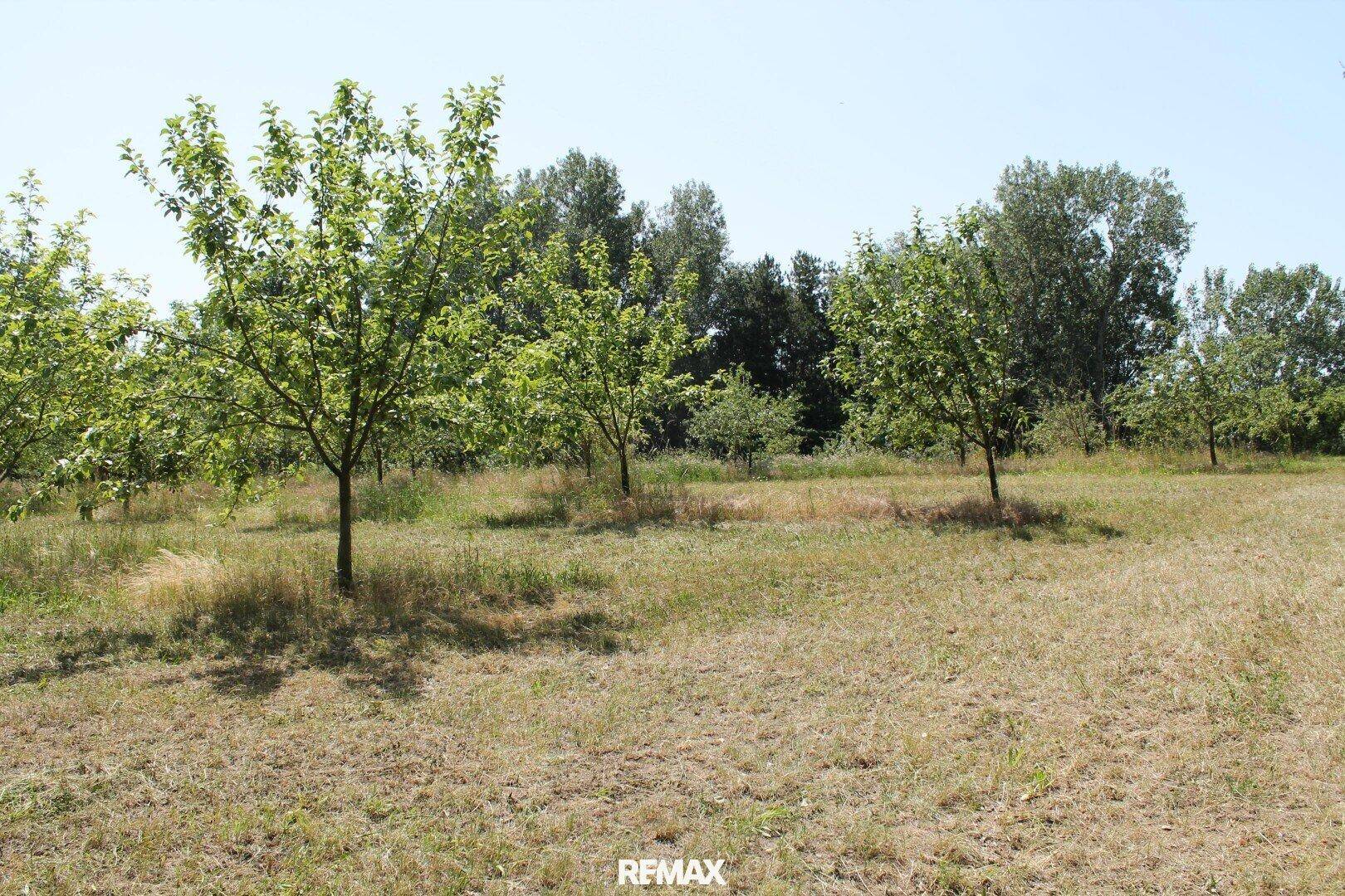 Weitläufiges Gartengrundstück mit Obstbäumen und trockenem Gras unter klarem Himmel.