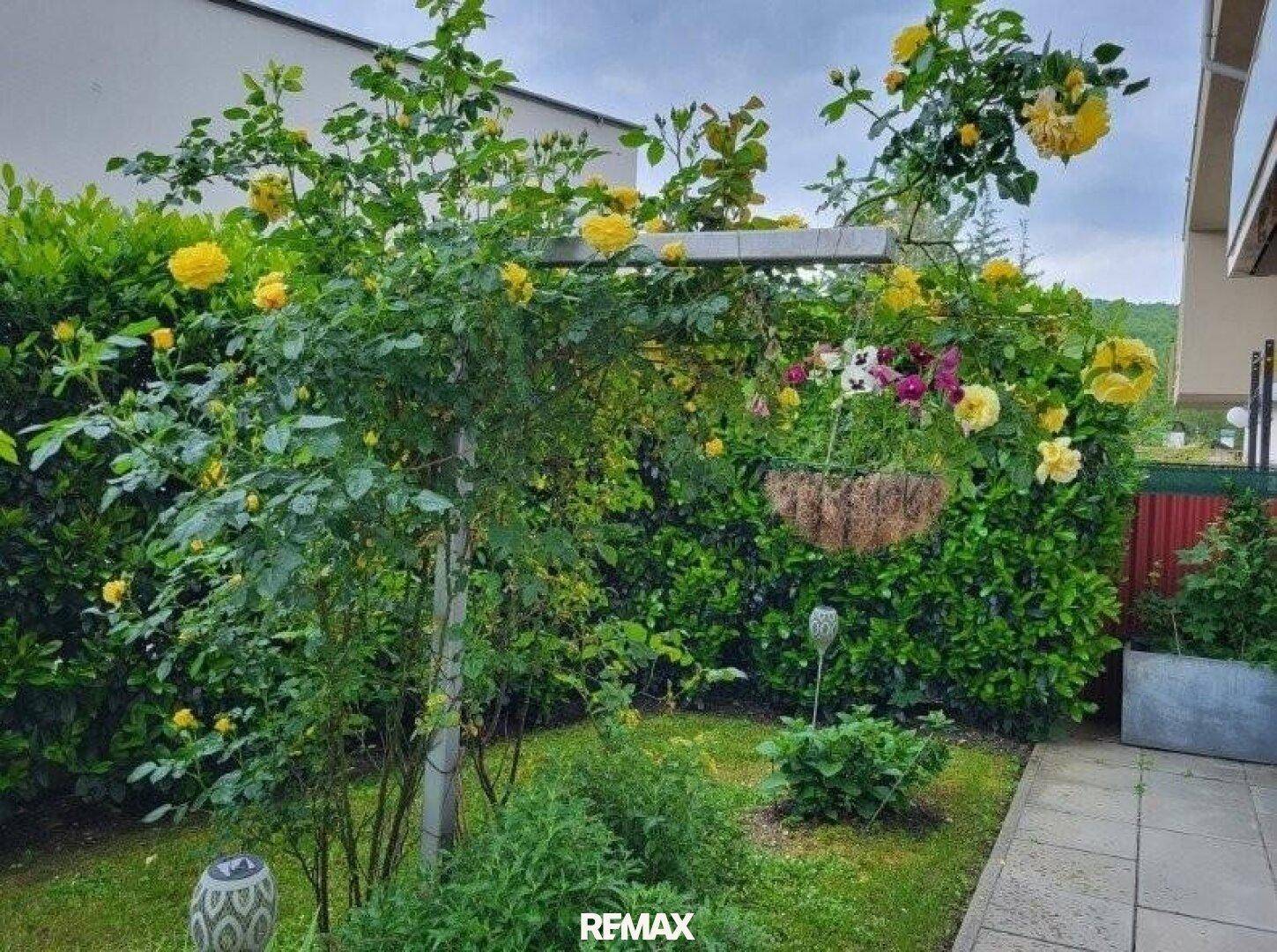 Blühender Garten mit gelben Rosen, Hecken und einer dekorativen Rankhilfe.