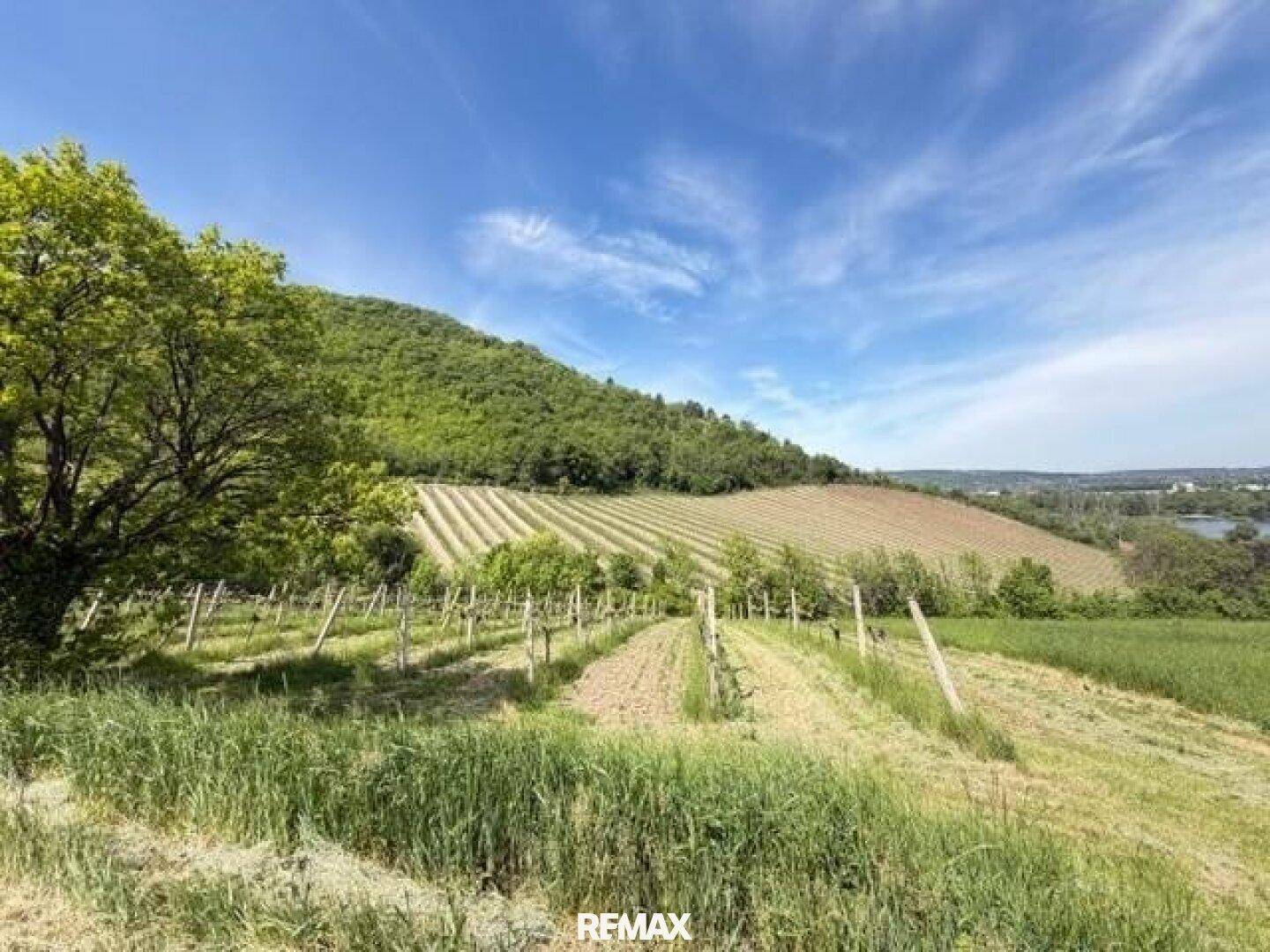 Weitläufige Weinberge in hügeliger Landschaft unter blauem Himmel mit vereinzelten Wolken.