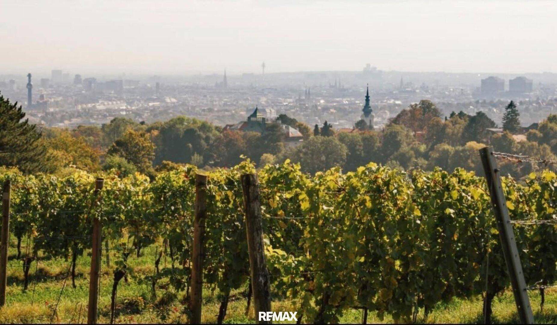 Malerischer Weinberg mit Blick auf die Stadt und die umliegende Landschaft an einem sonnigen Tag.