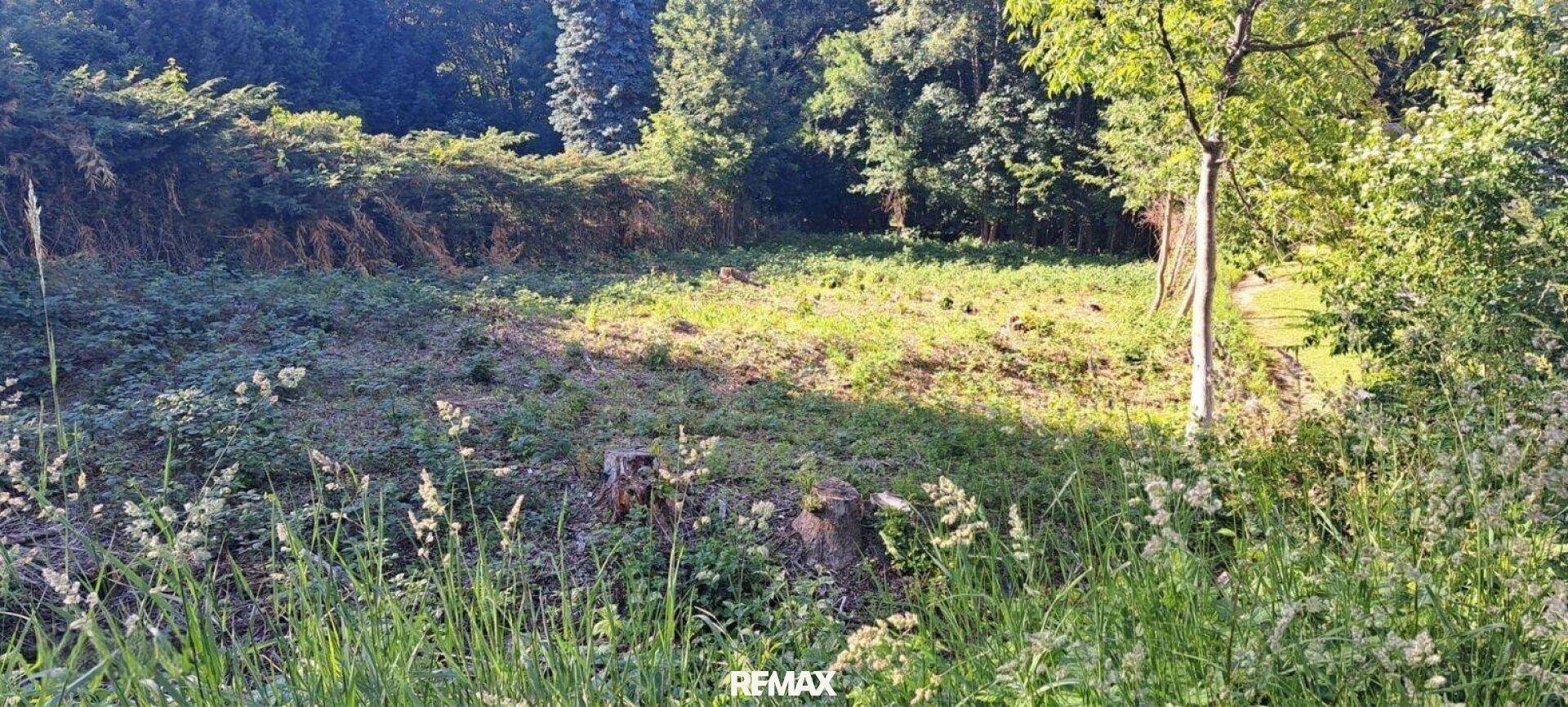 Offenes Grundstück mit Gras und Wildwuchs, umgeben von üppiger Vegetation und Bäumen im Sonnenlicht.
