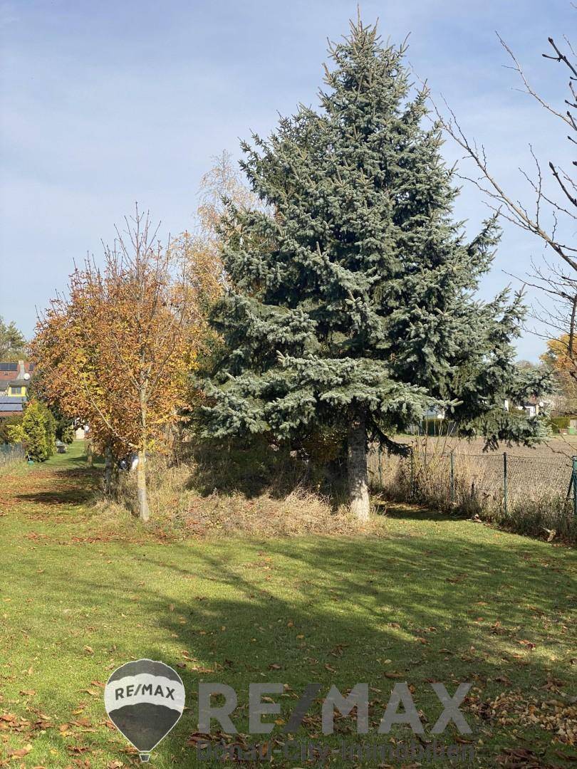 Großer Nadelbaum im sonnigen Garten mit herbstlicher Vegetation und Rasen, schafft eine natürliche Atmosphäre.