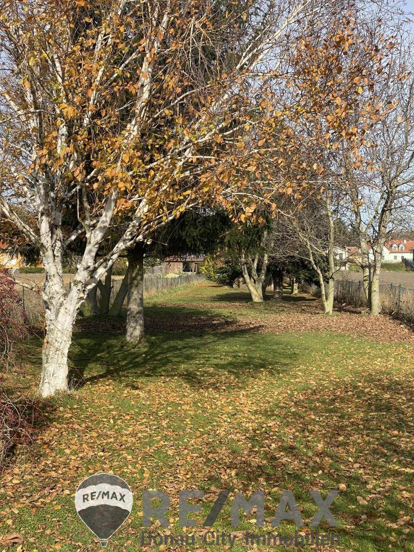 Herbstlicher Gartenbereich mit Laubbäumen und Rasenfläche unter blauem Himmel, bietet viel Grün.