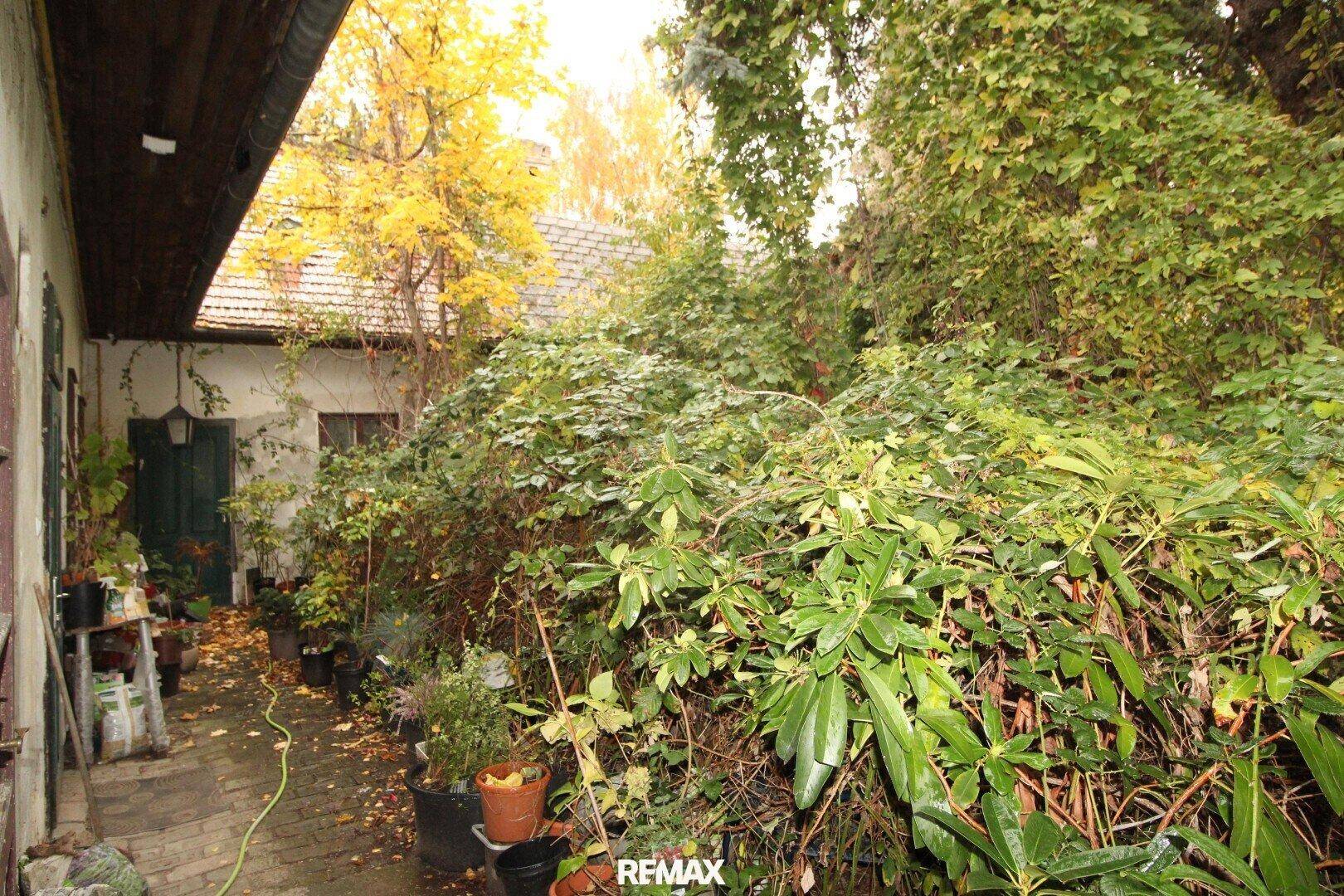 Verwachsener Gartenbereich mit vielen Topfpflanzen und dichtem Grün neben einem Gebäude.