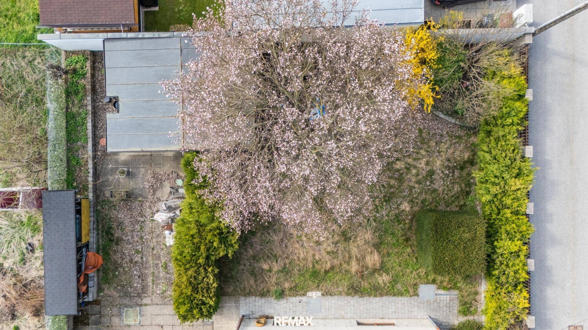 Draufsicht auf den Gartenbereich mit Rasenfläche, blühendem Baum und Hecken.