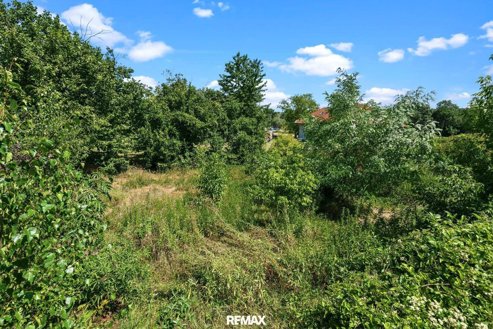 Blick auf ein dicht bewachsenes, naturbelassenes Grundstück mit vielen Bäumen und Sträuchern.