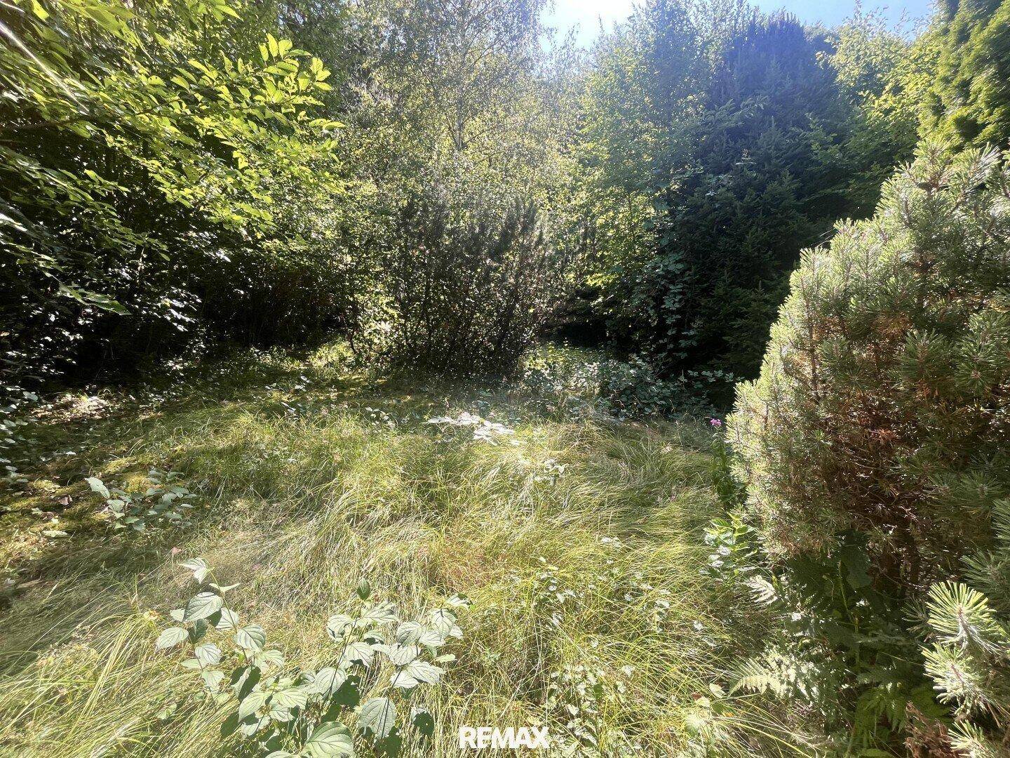 Natürliches Grundstück mit hohem Gras und dichtem Bewuchs von Bäumen und Sträuchern an einem sonnigen Tag.
