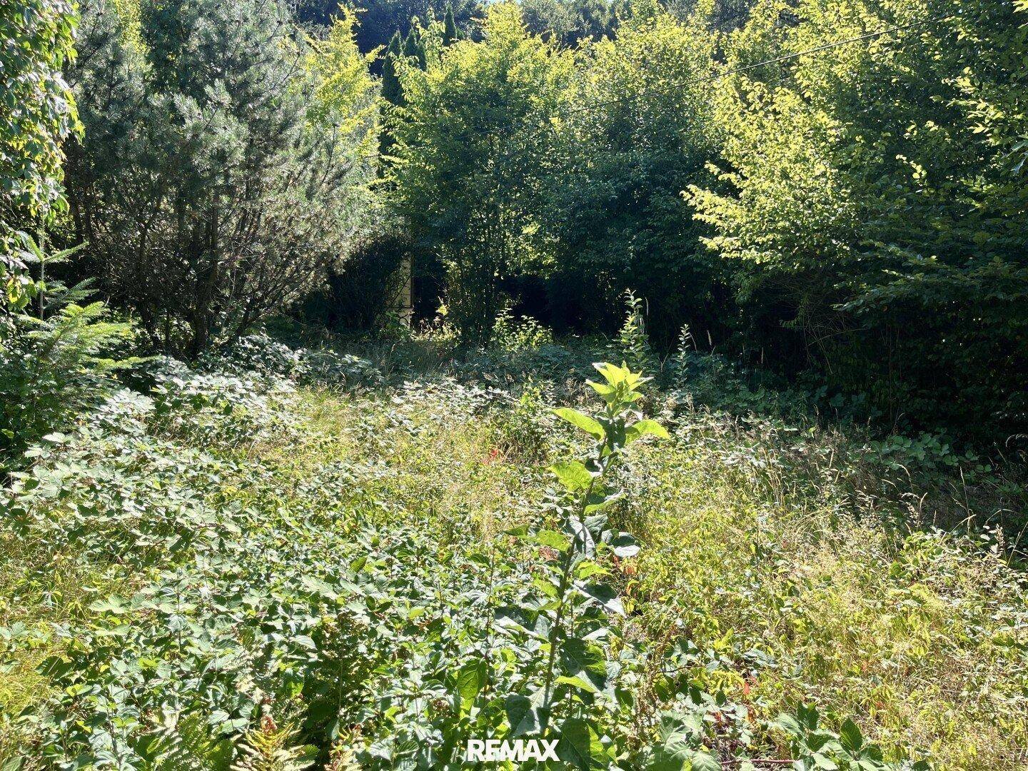 Ungepflegtes Grundstück mit üppiger Vegetation und hohen Bäumen im Hintergrund unter strahlend blauem Himmel.