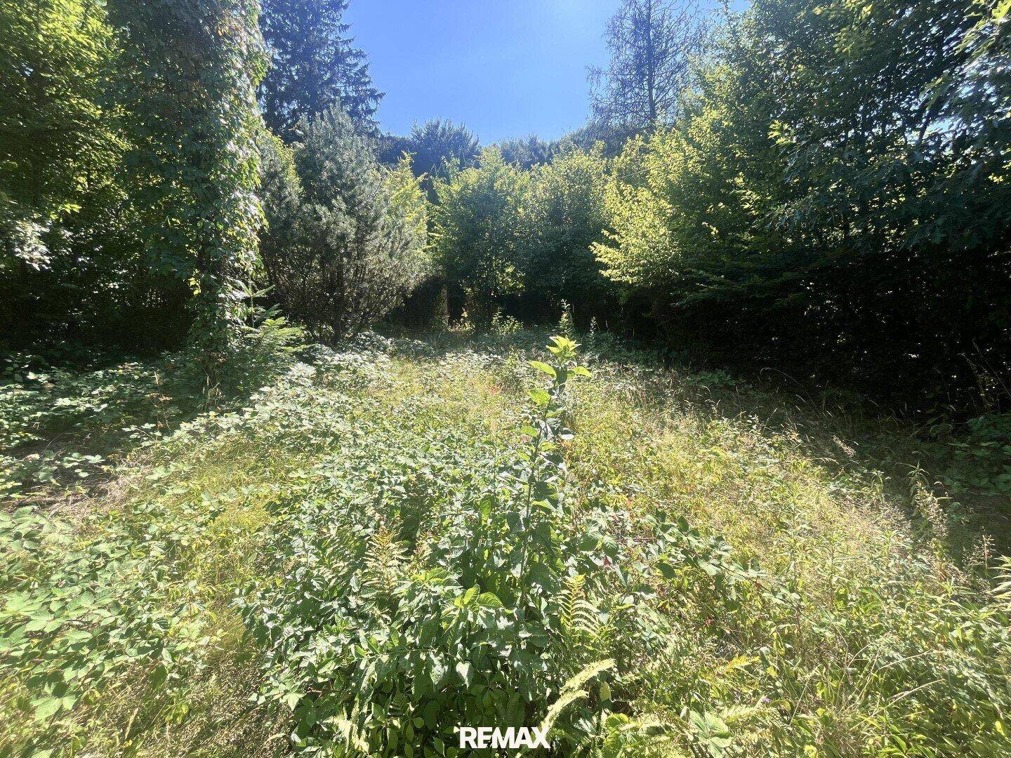 Naturbelassenes, überwuchertes Grundstück mit dichter Vegetation und hohen Bäumen im Hintergrund unter klarem Himmel.