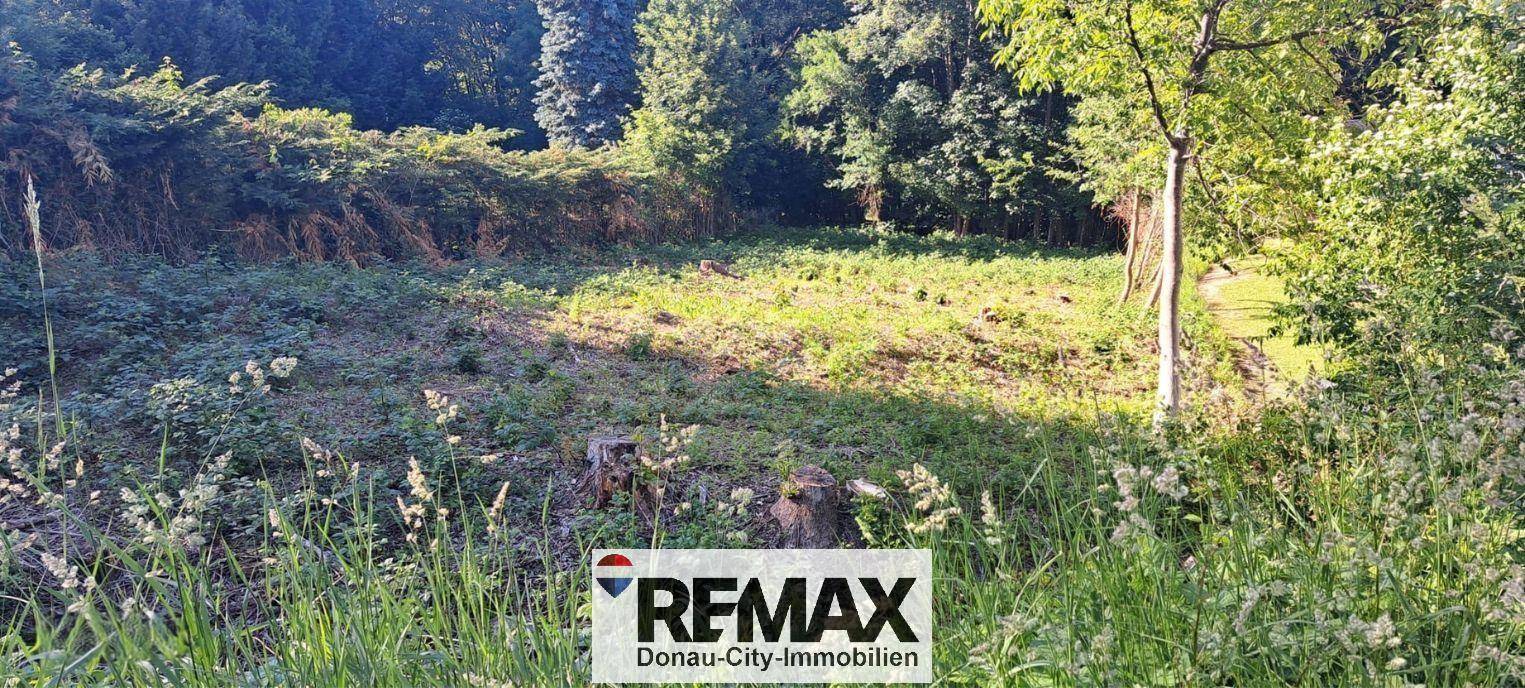 Eine sonnige, unbewirtschaftete Gartenfläche mit Gras, Unkraut und Baumstümpfen, umgeben von Bäumen.
