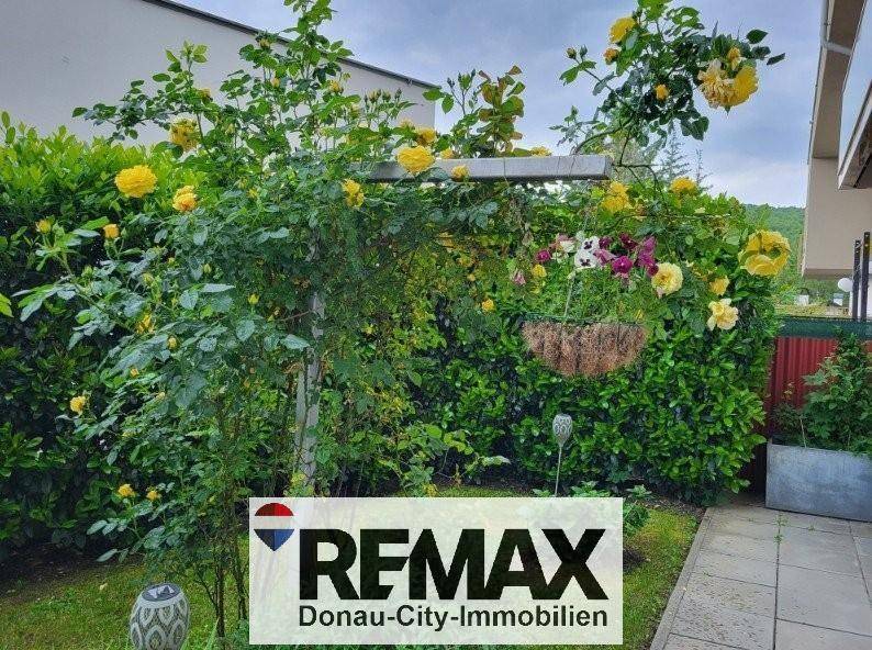 Blühender Gartenbereich mit gelben Rosen und einer dichten Hecke.