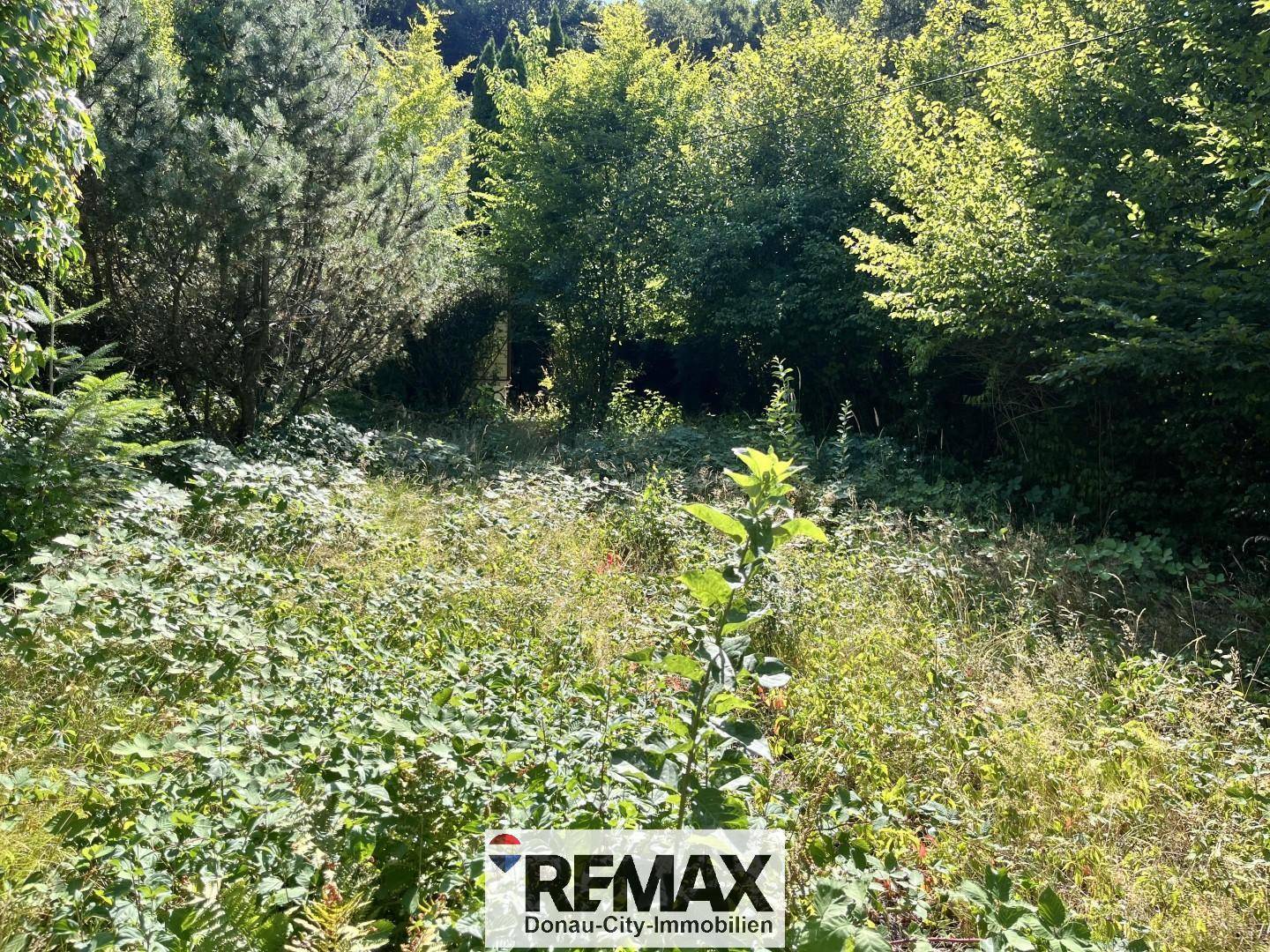 Ungepflegtes Gartengrundstück mit üppigem Bewuchs und sonnigen Bereichen.
