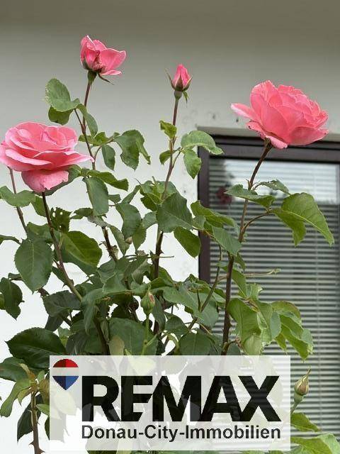 Nahaufnahme von blühenden rosa Rosen vor der Hauswand und einem Fenster.
