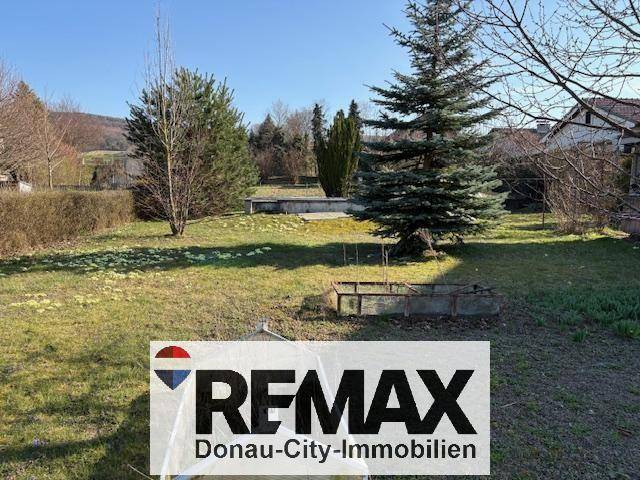 Weitläufiger Gartenbereich mit Rasenfläche und verschiedenen Nadelbäumen.