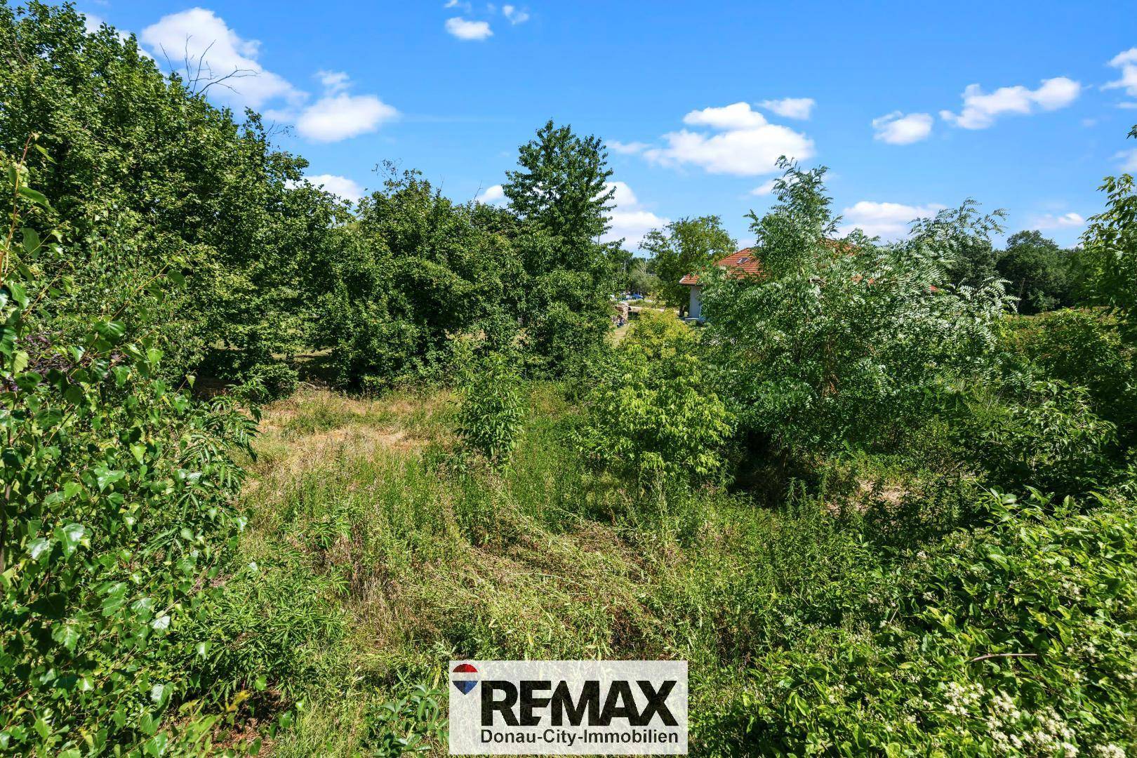 Blick auf ein dicht bewachsenes, grünes Grundstück mit Bäumen und Sträuchern unter blauem Himmel.