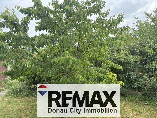 Nahaufnahme eines Baumes mit üppigem grünen Laub im Gartenbereich.