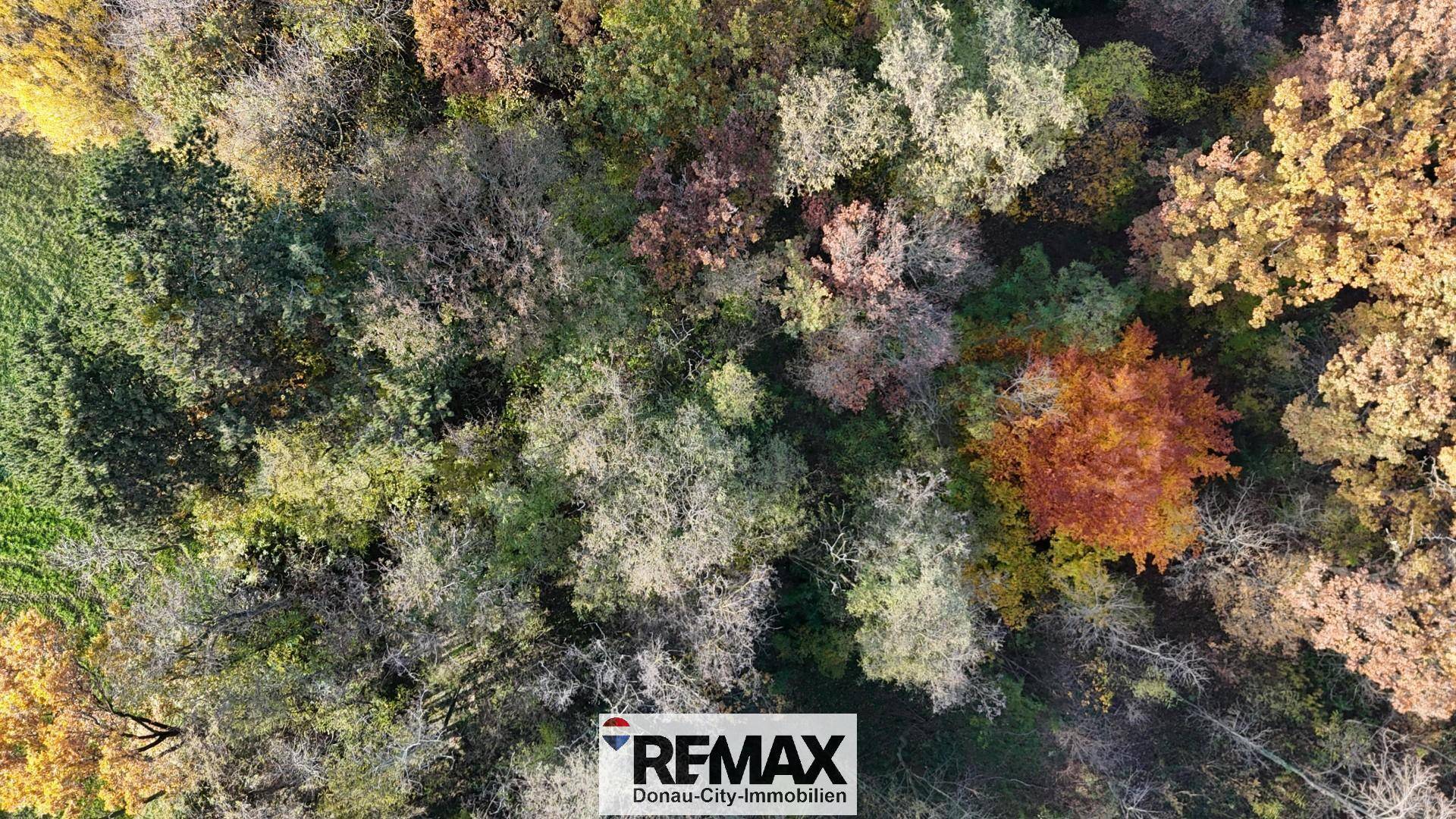 Blick von oben auf die vielfältige Baumlandschaft mit herbstlichen Farben und dichtem Laub.