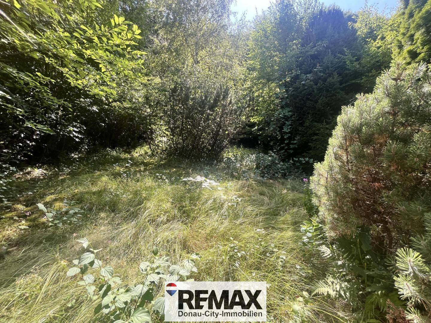 Dicht bewachsenes Gartengrundstück mit viel Grün und natürlicher Vegetation.