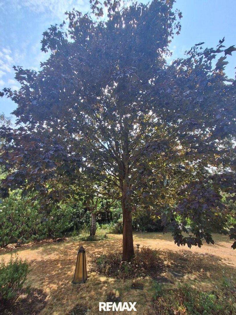 Großer, alter Baum im Garten, der Schatten spendet und die Landschaft prägt.