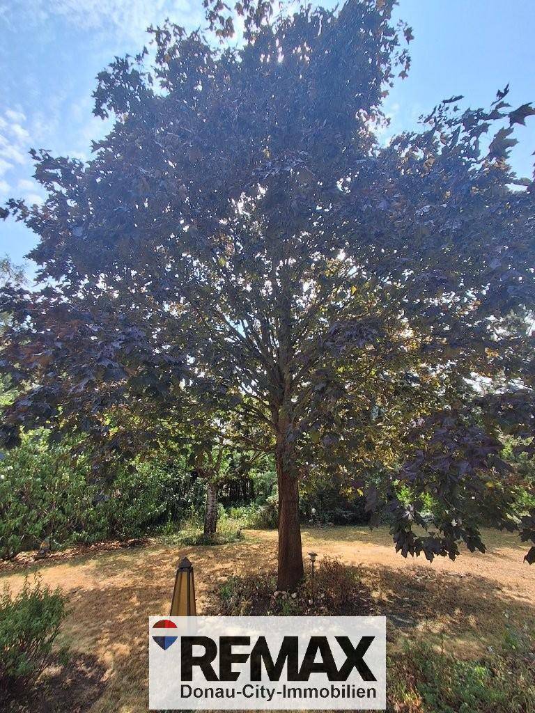 Hoher, alter Baum im Garten mit viel Grün und Sonnenlicht.