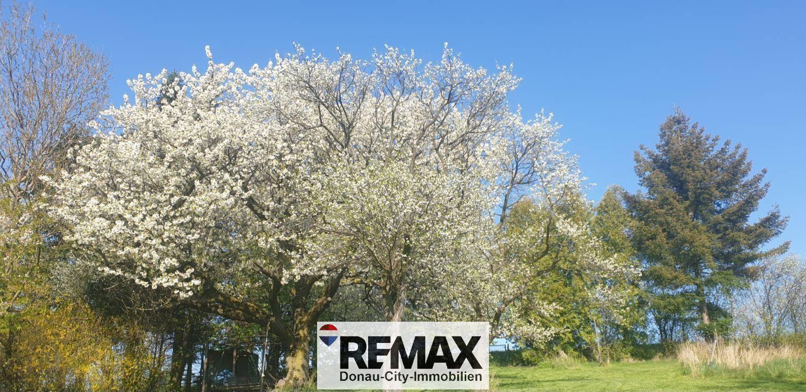Blühende Bäume mit weißen Blüten vor einem strahlend blauen Himmel im Frühling.
