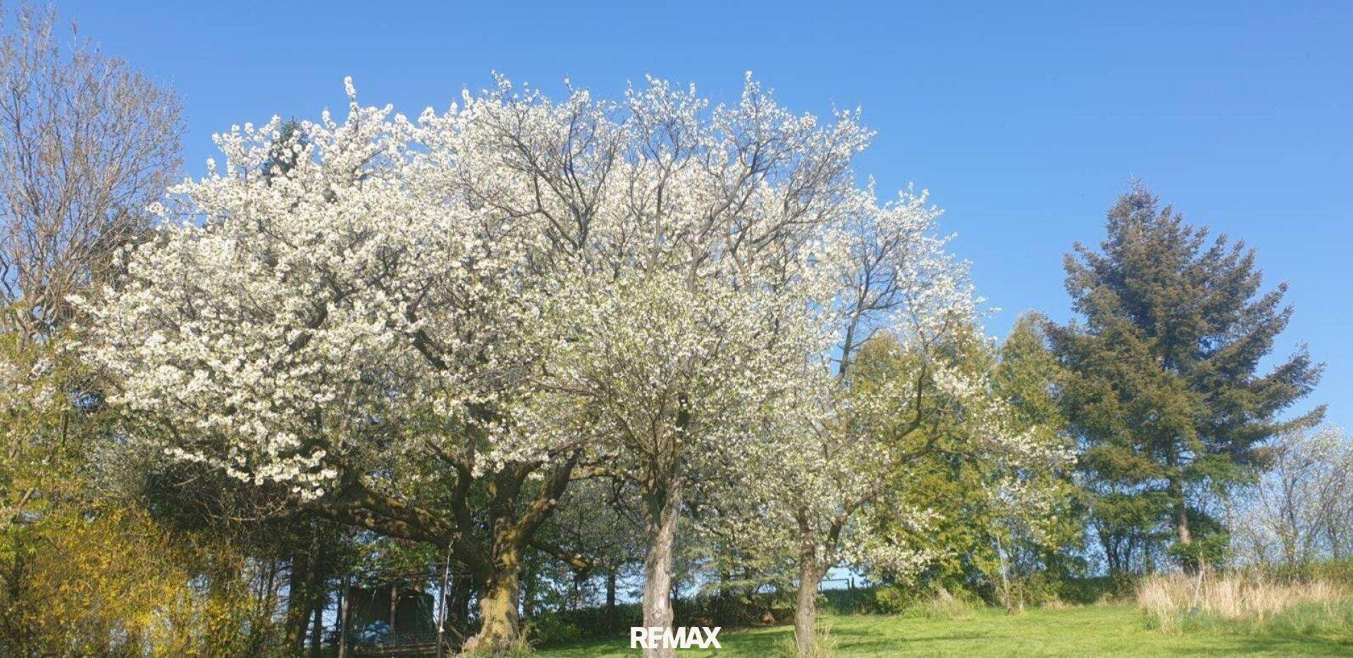 Ein blühender Baum mit weißen Blüten vor einem strahlend blauen Himmel im Frühling.
