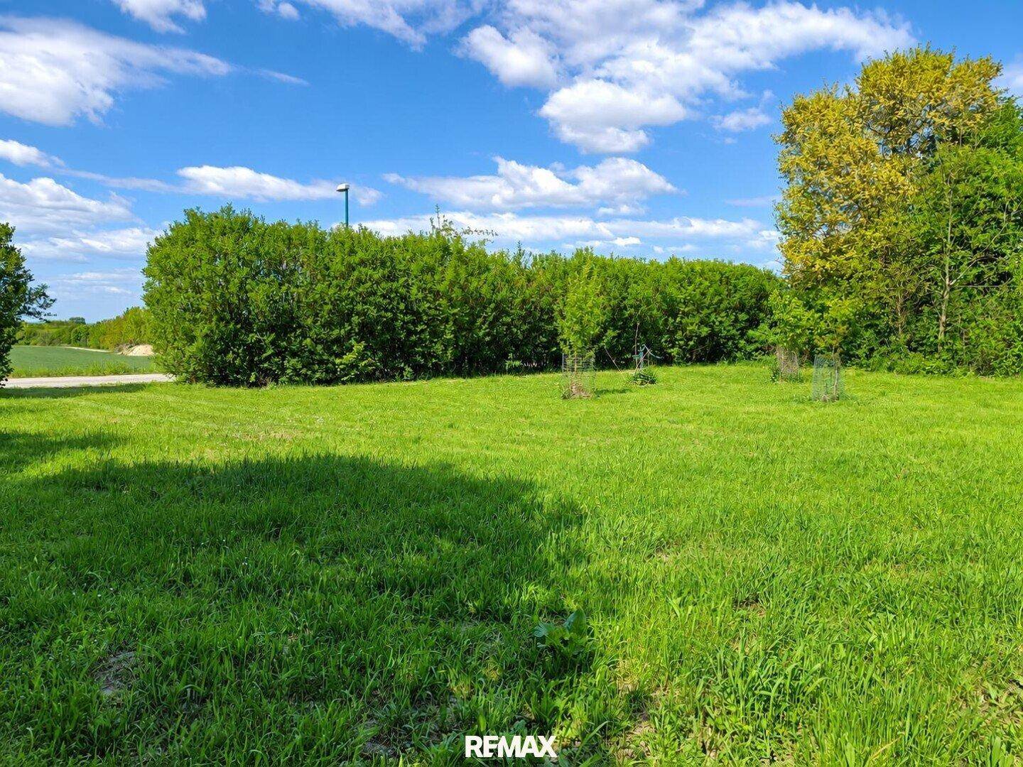 Weite grüne Wiese mit Hecken und Bäumen unter strahlend blauem Himmel.