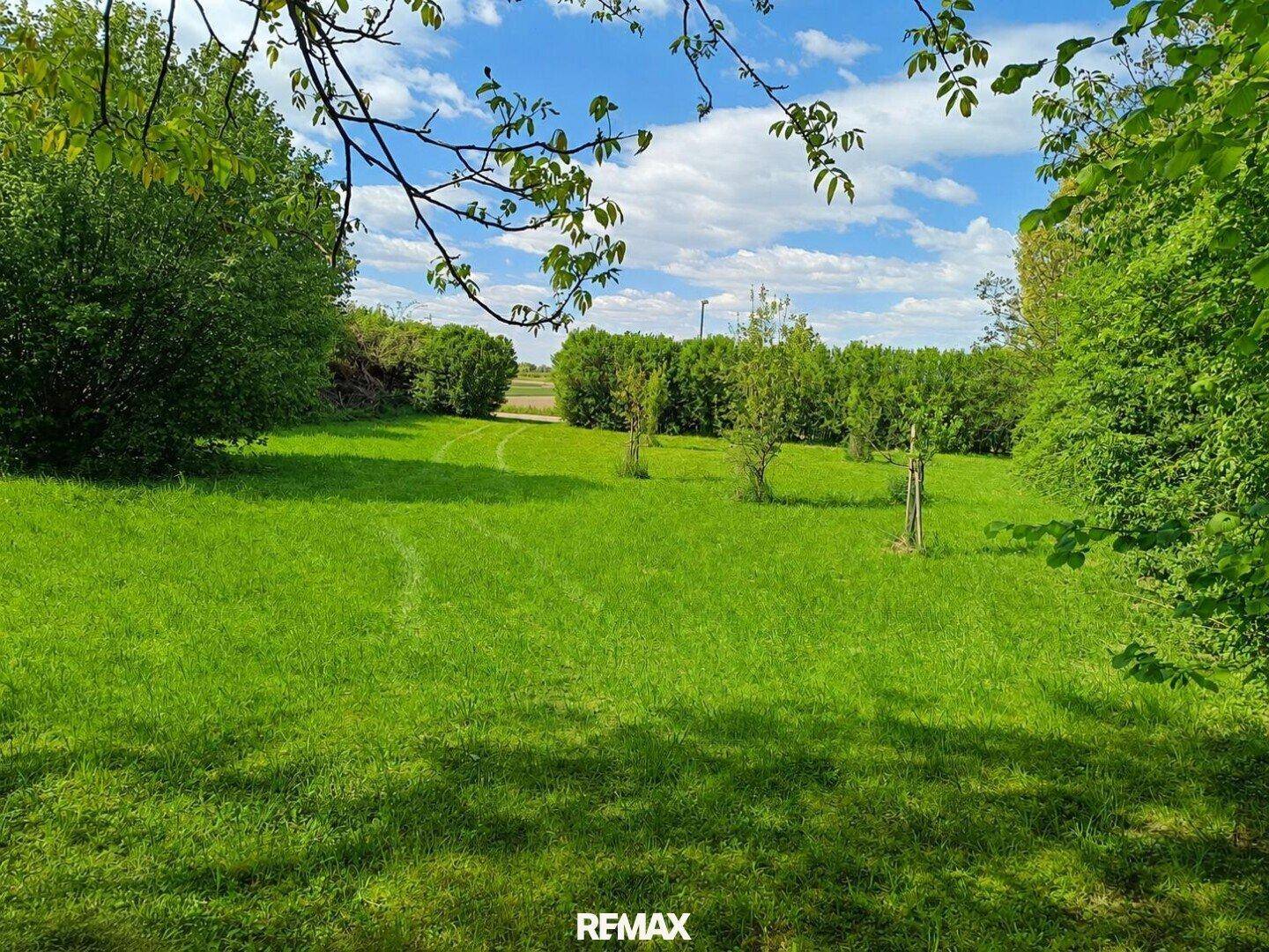 Weitläufige grüne Wiese unter blauem Himmel mit vereinzelten Bäumen und Büschen.