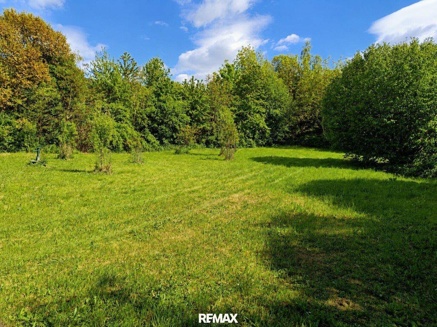 Offene grüne Fläche mit jungen Bäumen und umgebendem Wald unter blauem Himmel.