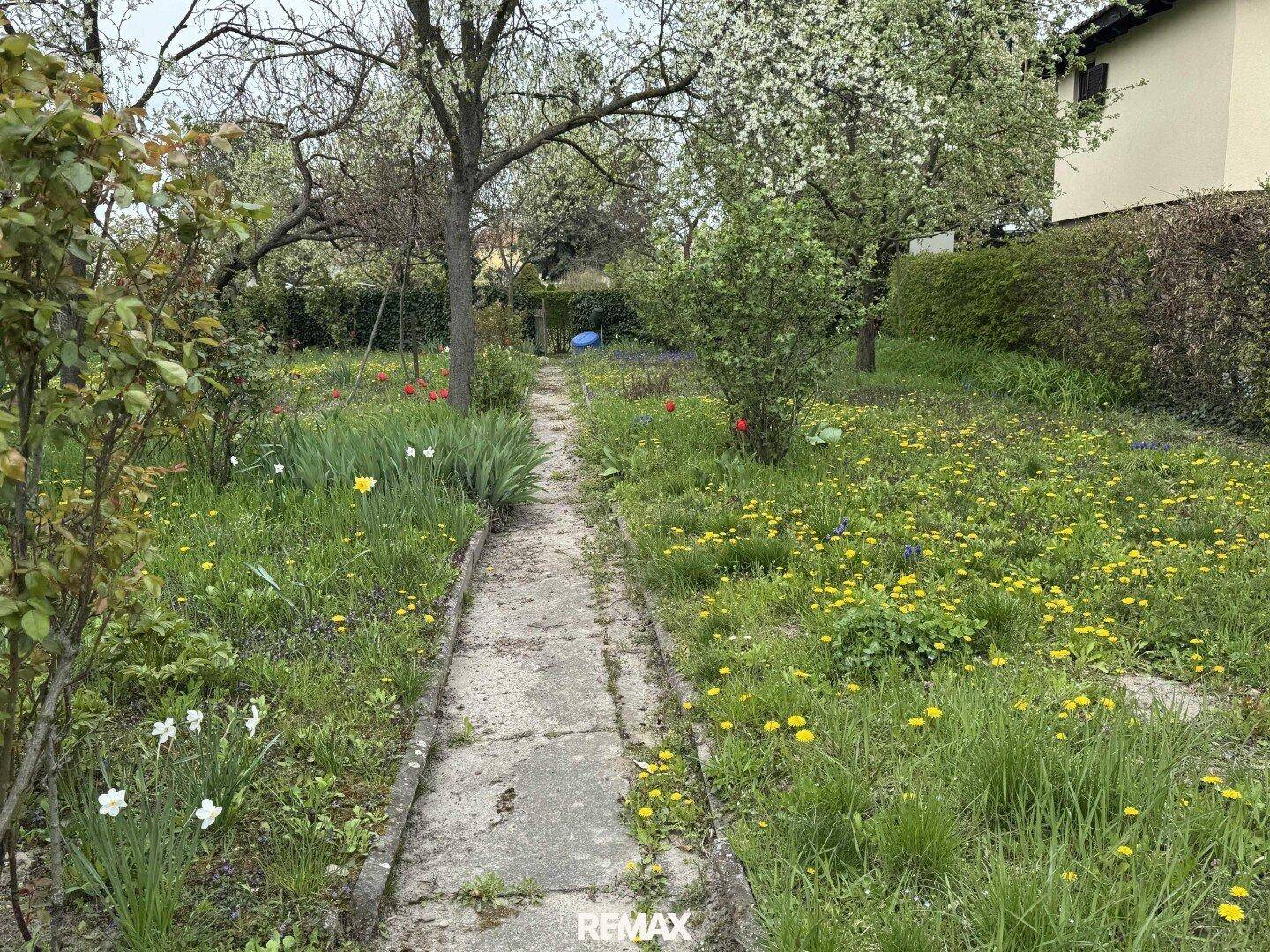 Gartenweg aus Betonplatten, umgeben von blumenbewachsenen Rasenflächen und verschiedenen Sträuchern.