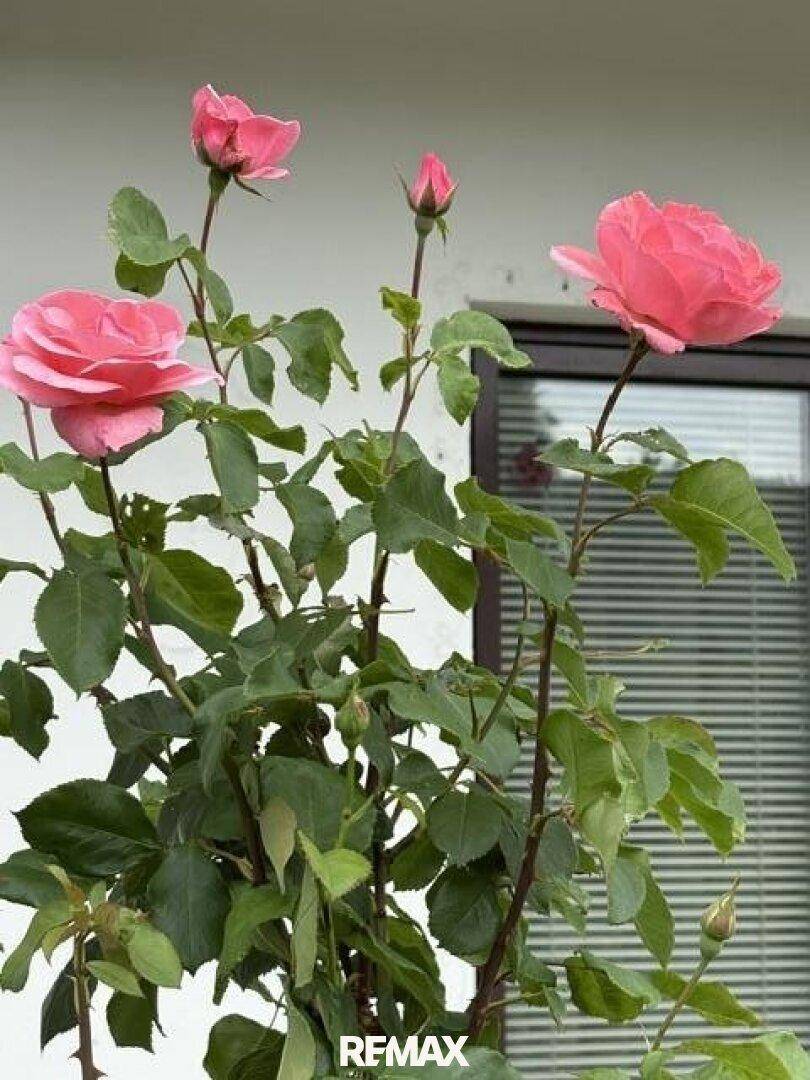 Nahaufnahme von blühenden rosa Rosen vor einem Fenster mit Jalousien.