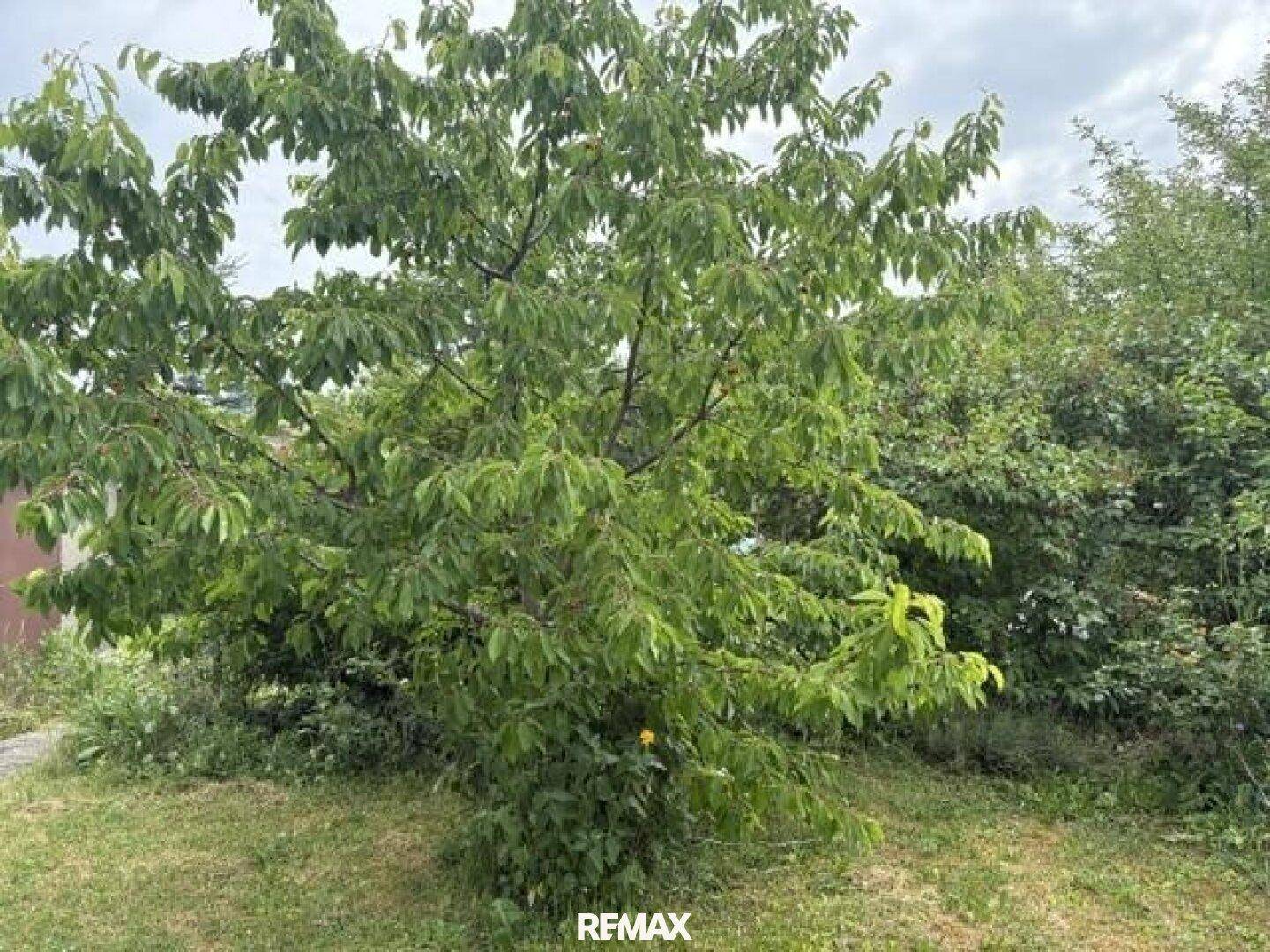 Grüner Obstbaum im Garten mit dichtem Laub unter bewölktem Himmel.