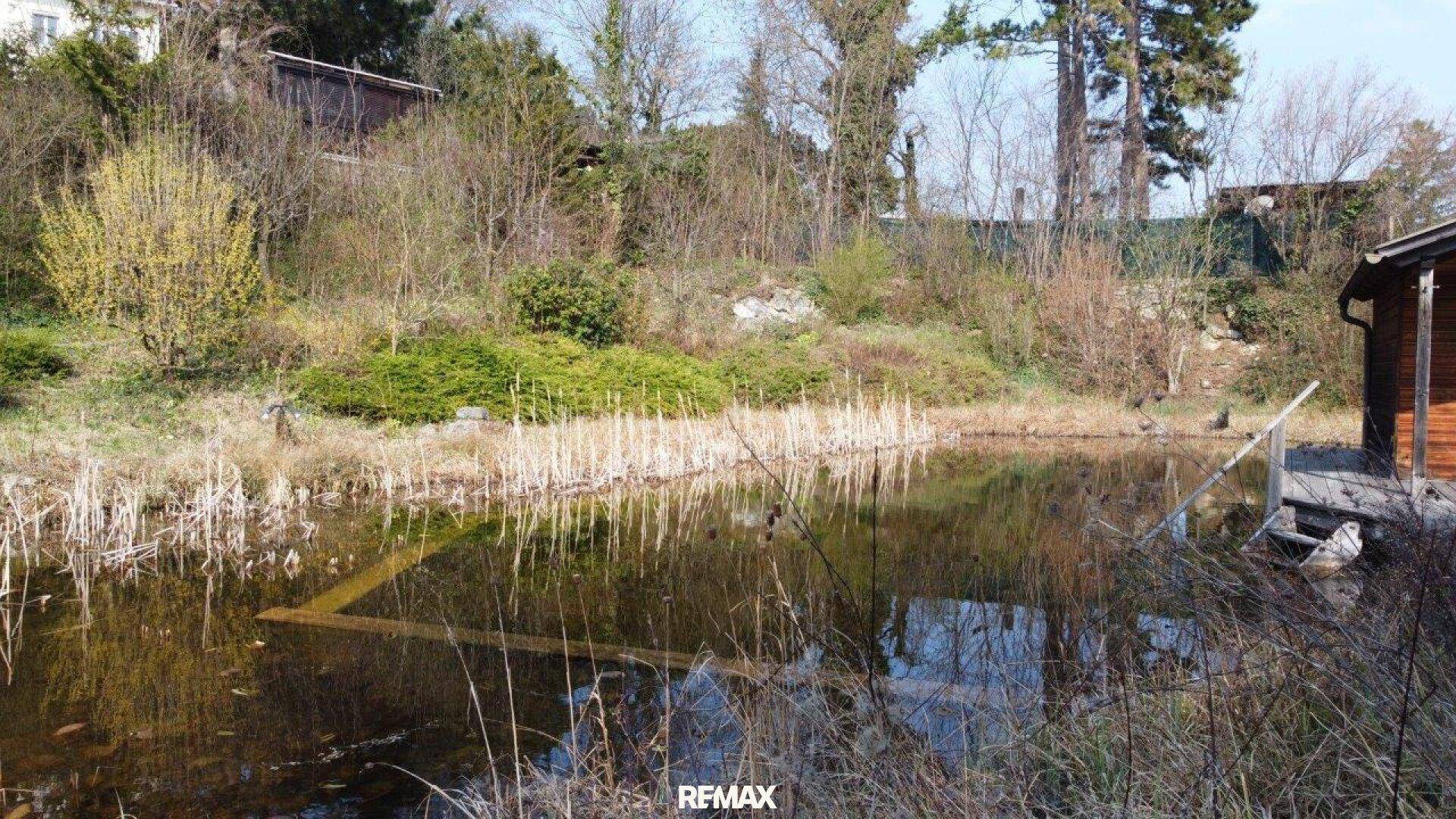 Nahaufnahme des natürlichen Teiches mit Schilf, umgeben von üppiger Vegetation und einem kleinen Holzsteg.