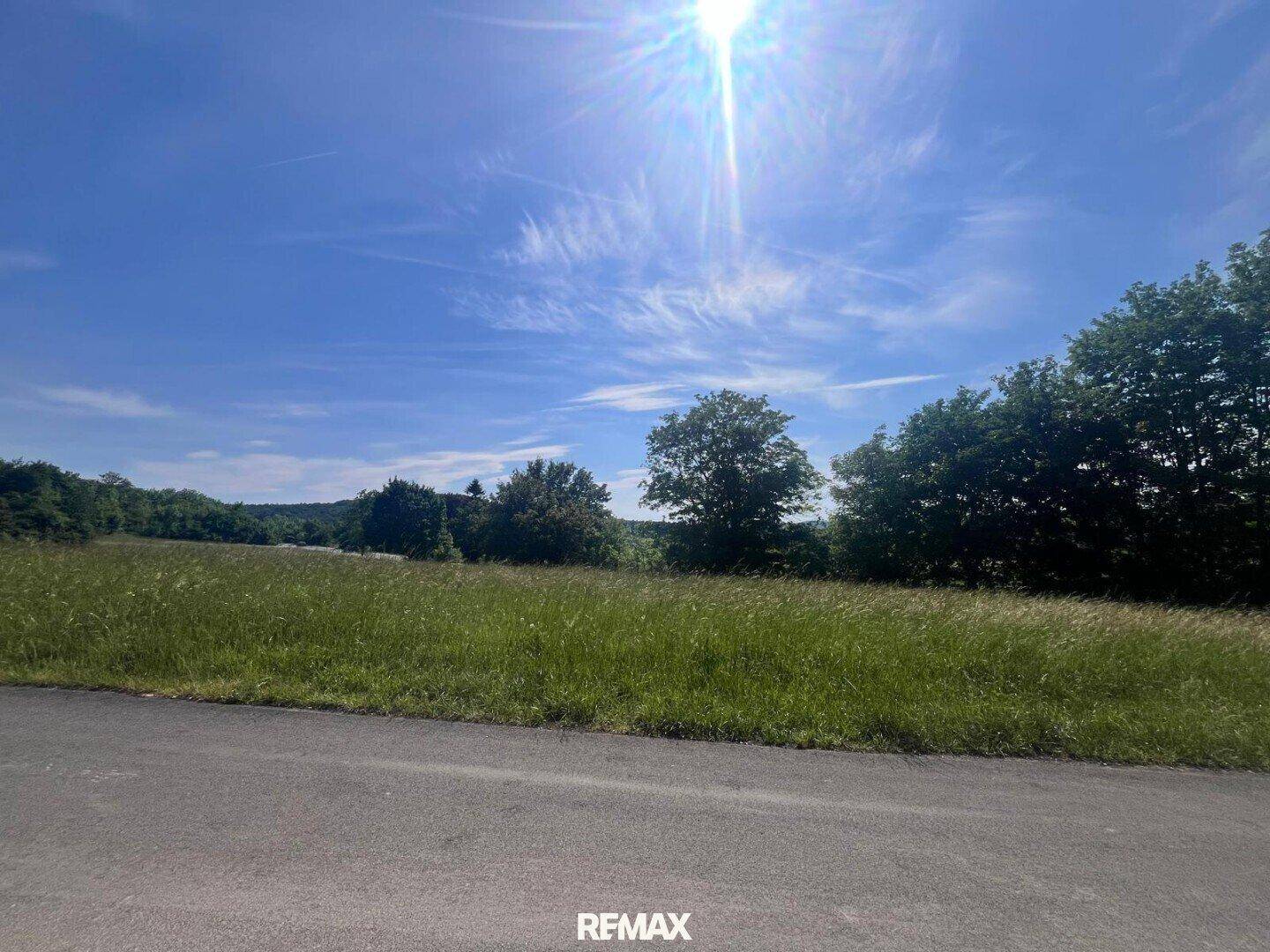 Weitläufige grüne Wiese unter strahlend blauem Himmel mit Bäumen am Horizont.
