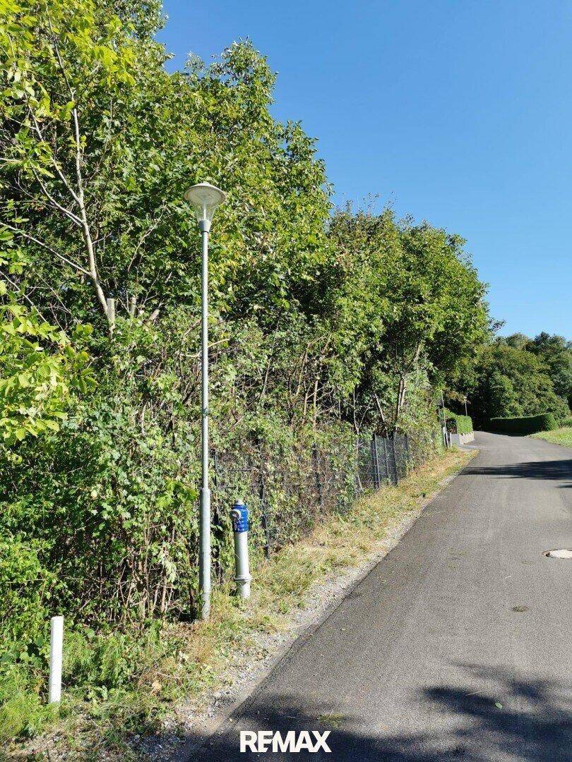 Asphaltierte Straße neben dichtem Grün und einem Laternenpfahl unter blauem Himmel.