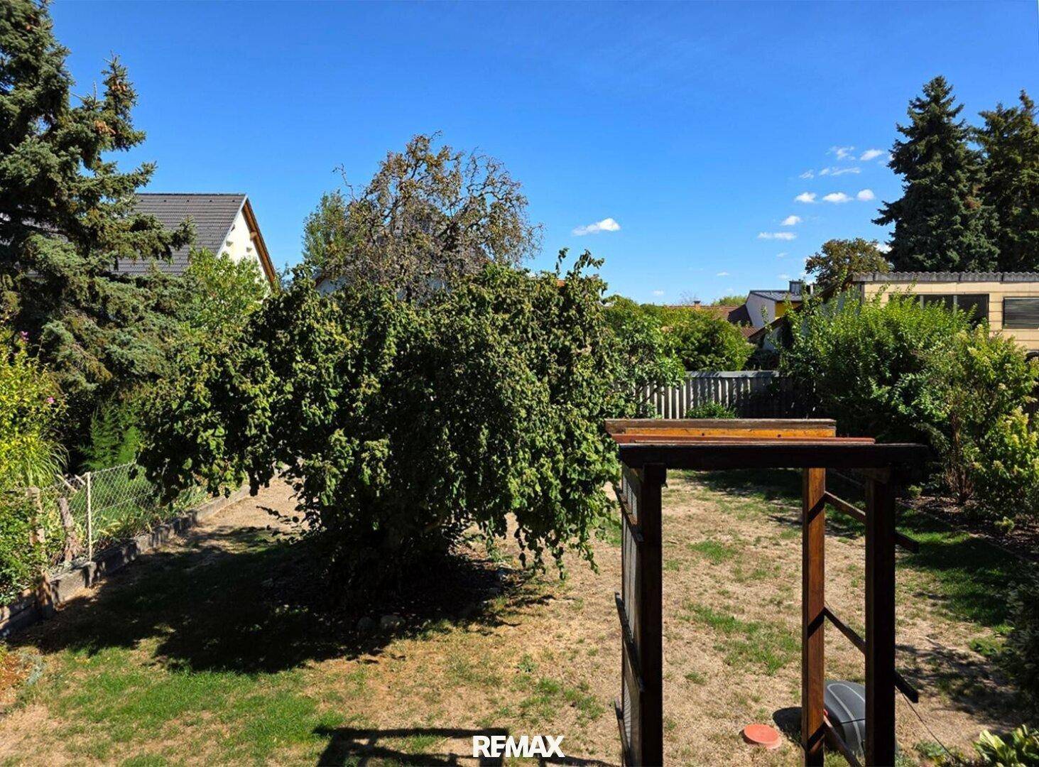 Großer, sonniger Garten mit Rasenfläche und altem Baum, umgeben von Hecken.