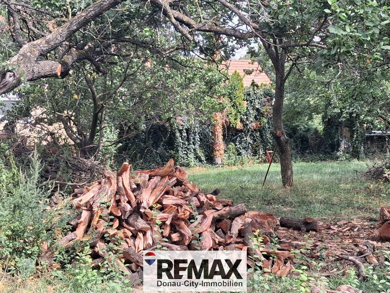 Verwilderter Gartenbereich mit zahlreichen Bäumen und einem großen Stapel Brennholz.