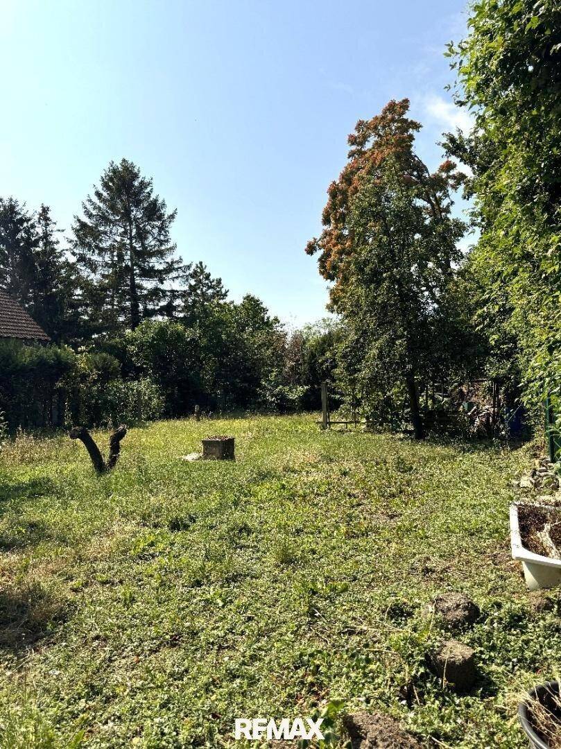 Großer, naturbelassener Garten mit altem Baumbestand und viel Grünfläche unter blauem Himmel.