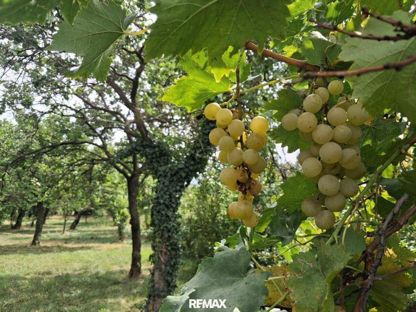 Nahaufnahme von reifen, hellgrünen Trauben an einem Weinstock in einem sonnigen Garten.