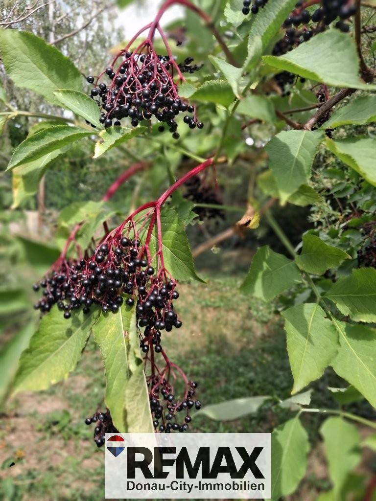 Nahaufnahme von reifen schwarzen Holunderbeeren an einem Ast im Garten.