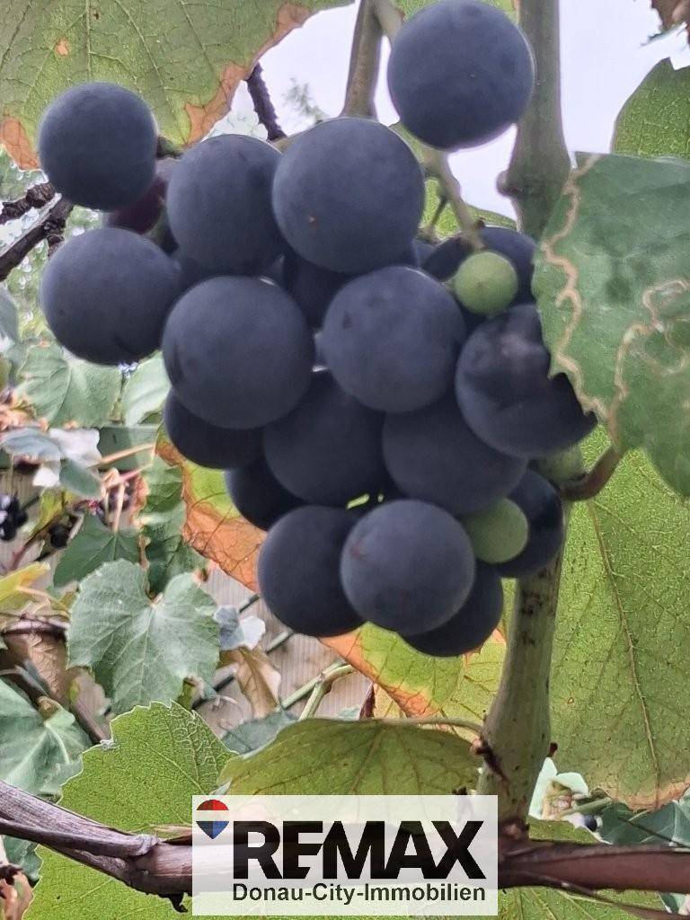 Nahaufnahme von reifen dunklen Weintrauben an einem Weinstock im Gartenbereich.